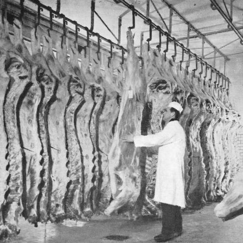 Sort-hvid foto af en mand i kittel i et kølerum med en masse ophængte grisekroppe.